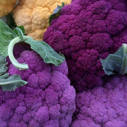 conopida purple