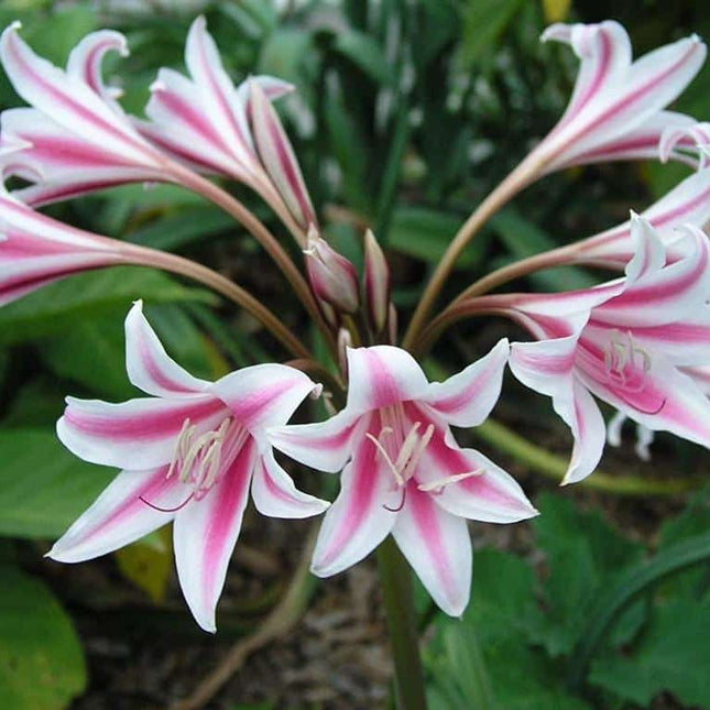 crin powellii roz-alb 1 buc