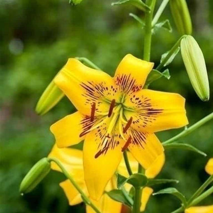 Crini Yellow Bruse 3 buc