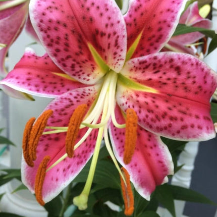 Crini Stargazer 3 buc
