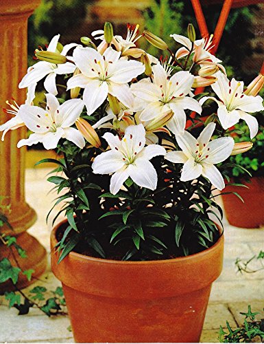 crini de ghiveci apollo 3 buc