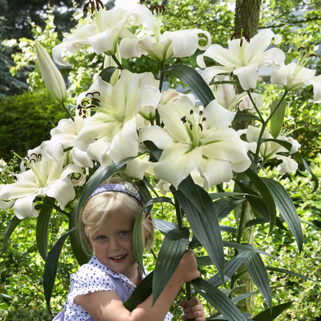 crini gigant pretty 1 buc