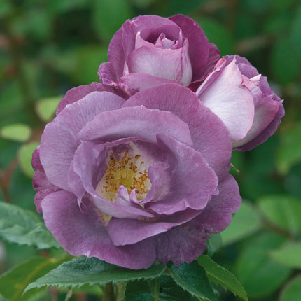 trandafir de colectie david austin blue for you
