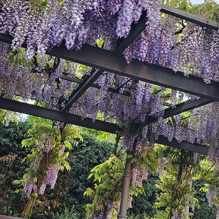 Wisteria, glicina (Wisteria sinensis) - Mov