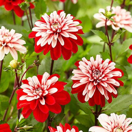 dalia pacific time 3 bulbi(rizomi)/pachet