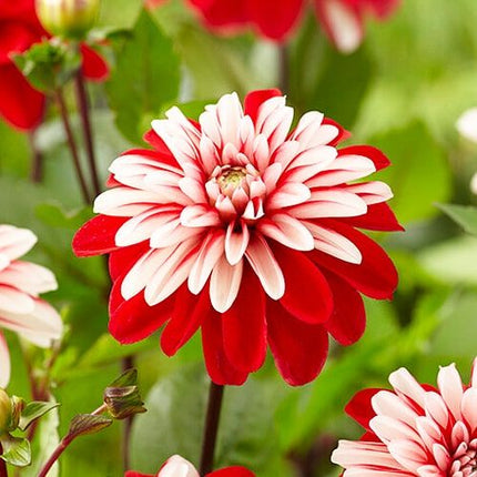 dalia pacific time 3 bulbi(rizomi)/pachet