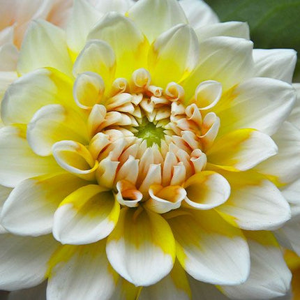 dalia seattle dhalia (gherghine)