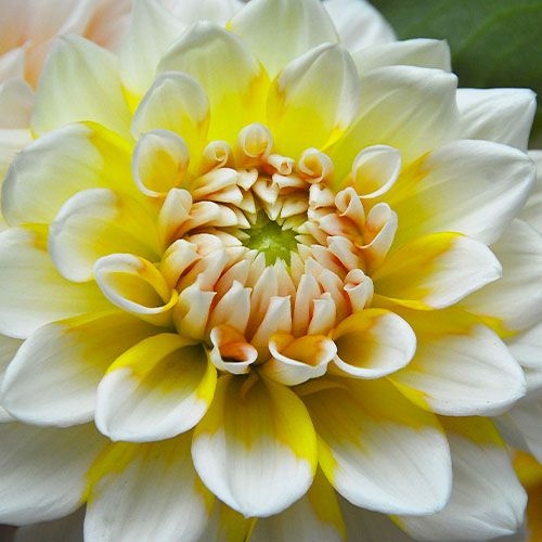 dalia seattle dhalia (gherghine)