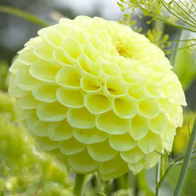 dalia The Sun 3 buc