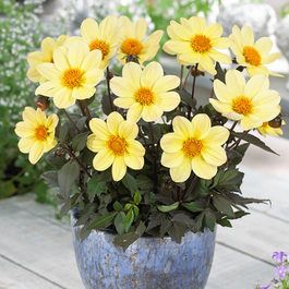 dalia de ghiveci lemon 3 buc