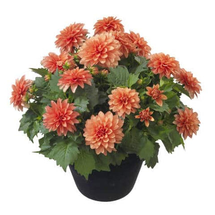 dalia de ghiveci rebel 3 buc