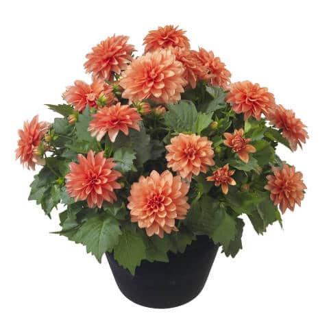 dalia de ghiveci rebel 3 buc