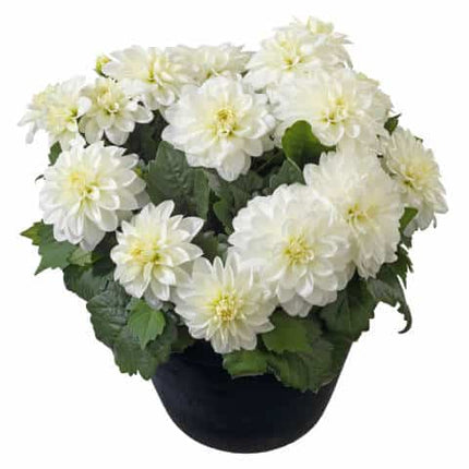 dalia de ghiveci white 3 buc