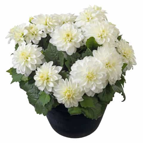 dalia de ghiveci white 3 buc