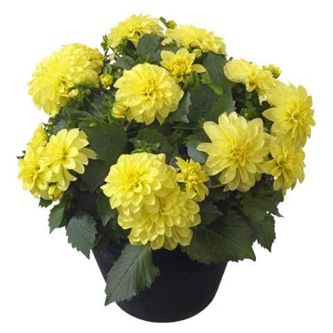 dalia de ghiveci yellow 3 buc