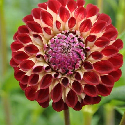 dalia jowey joshua 3 buc