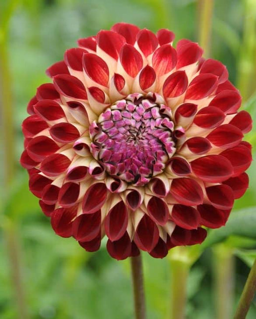 dalia jowey joshua 3 buc
