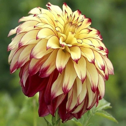 dalia lady darlene 3 buc
