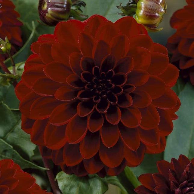dalia night queen 3 buc