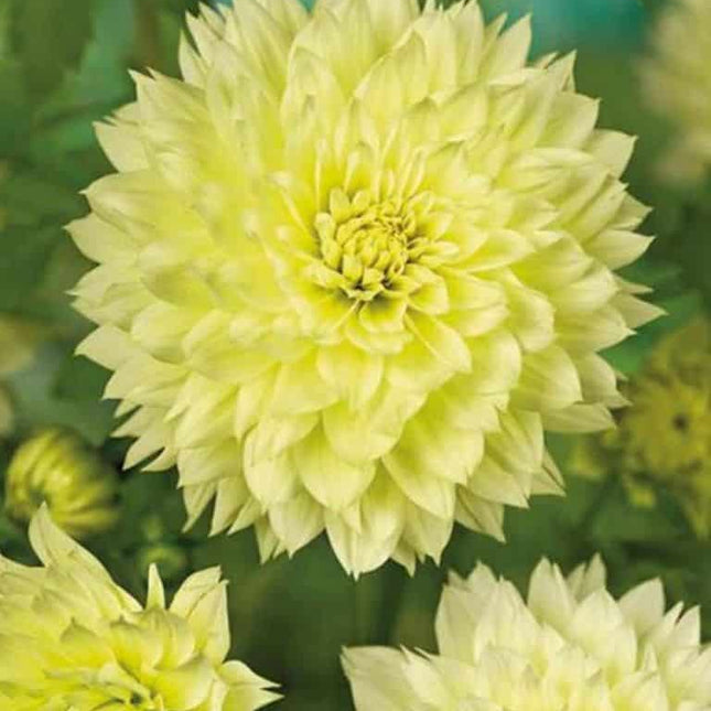 Dalia Canary Fubuki 3 buc