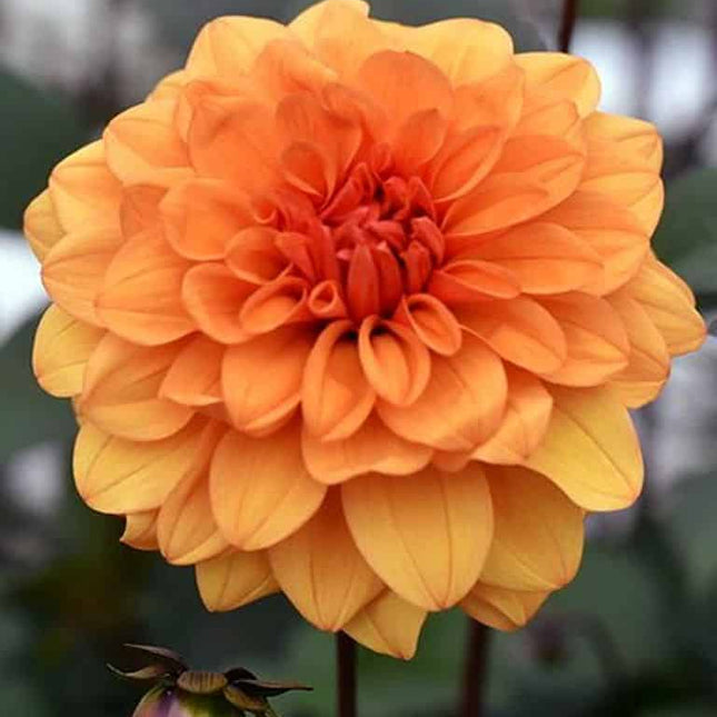 Dalia David Howard 3 buc