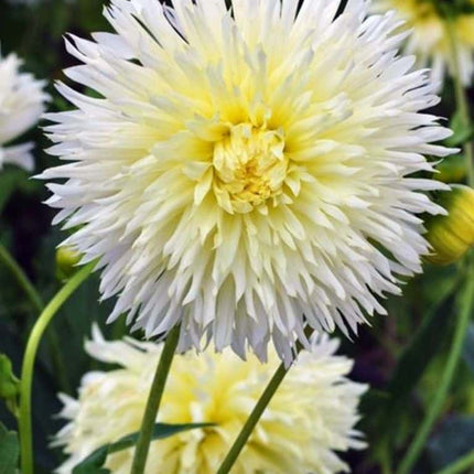 Dalia Fimbriata Yellow/White 3 buc