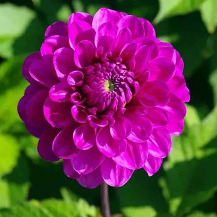 Dalia Lilac Ball 3 buc
