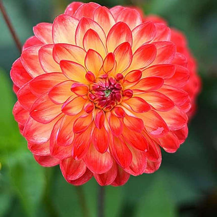 Dalia Lovelife