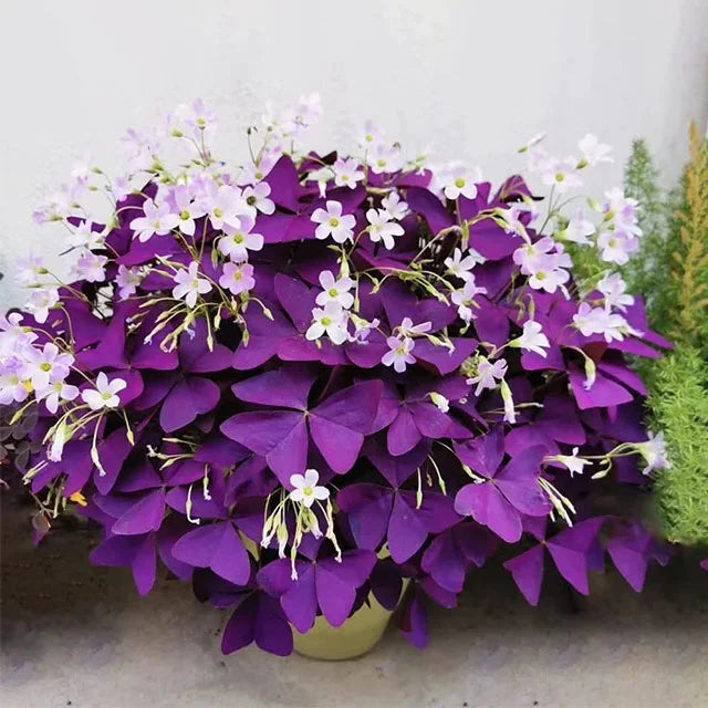 oxalis triangularis 10 buc