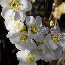 gutui japonez (chaenomeles nivalis) alb |100 cm la livrare