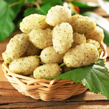 Dud Alb – Pom Fructifer, 1 Bucată – 99 Lei