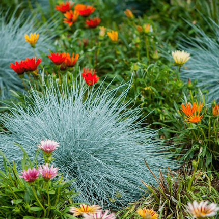 Iarba albastra (Festuca glauca Festina) - ghiveci
