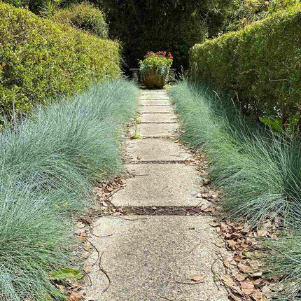 Iarba albastra (Festuca glauca Festina) - ghiveci