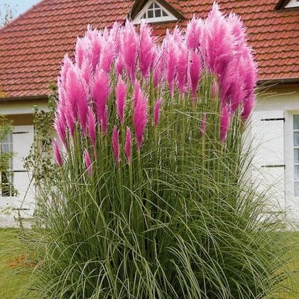 Cortaderia selloana – Iarba de Pampas / ghiveci - ROZ
