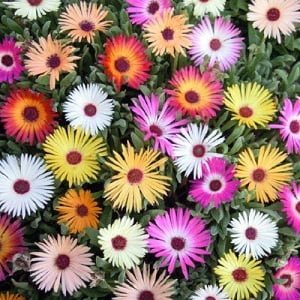 floare de cristal mixt