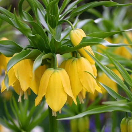 Floarea Pastelui Fritillaria Lutea Imperialis 1 buc
