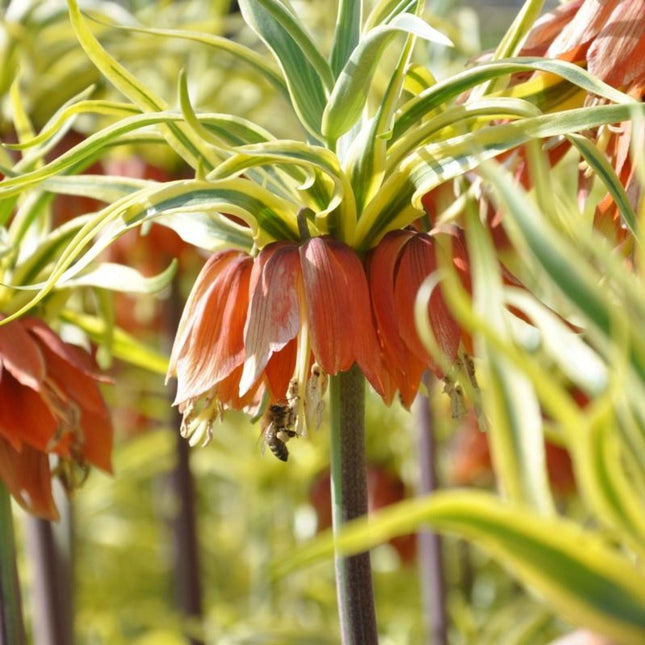 Fritillaria imperialis Aureomarginata (bulb)