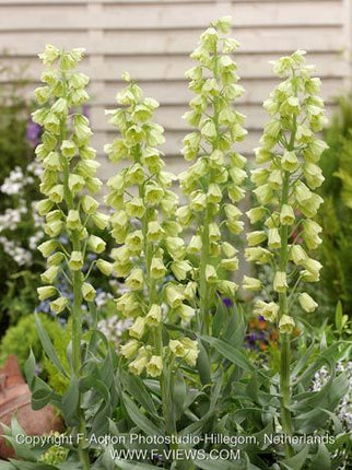 fritillaria ivory bells 1 buc
