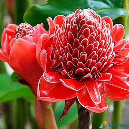 Ghimbir rosu ornamental  Alpinia purpurata
