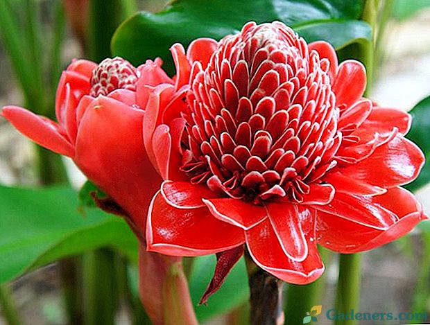 Ghimbir rosu ornamental  Alpinia purpurata