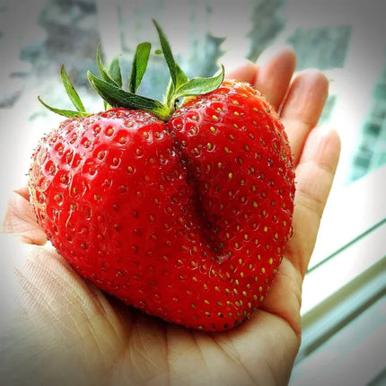 Stoloni de Căpșuni Giganttella la Ghiveci – Căpșuni mari, dulci și ușor de cultivat în ghiveci