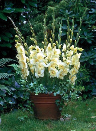 gladiole de ghiveci donicy 10 buc