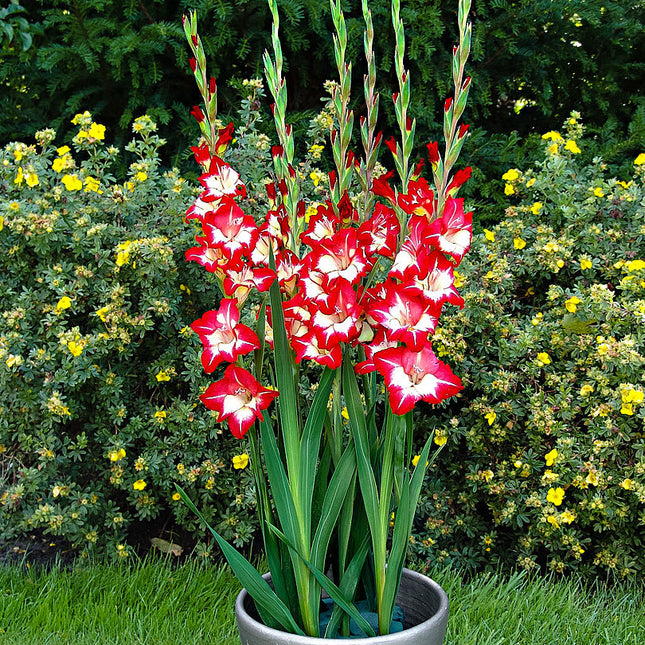 gladiole de ghiveci glamini zoe 10 buc