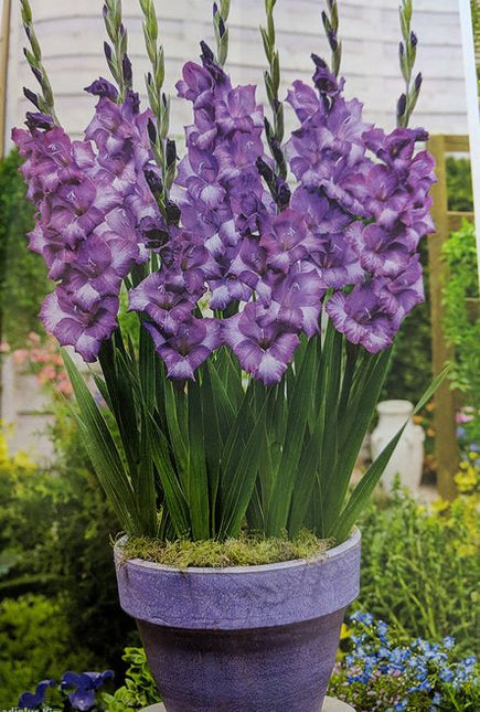 gladiole de ghiveci kim glamini 10 buc