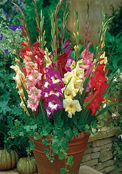 mix gladiole de ghiveci 30 buc