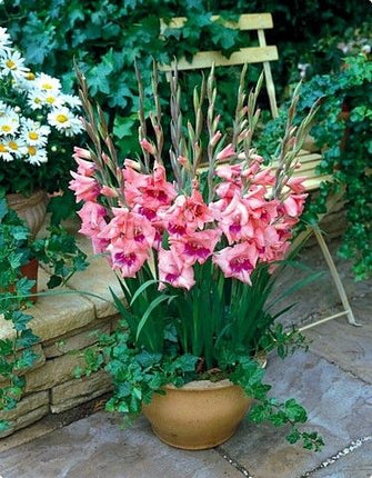 gladiole de ghiveci ogrody 10 buc