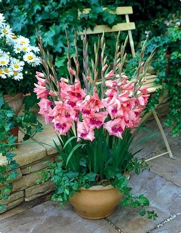 gladiole de ghiveci ogrody 10 buc