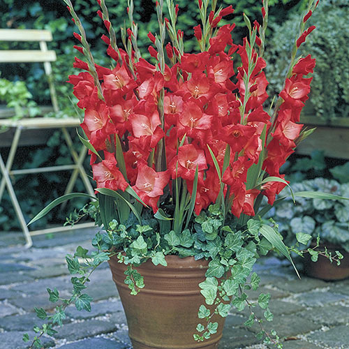 gladiole de ghiveci patty 10 buc