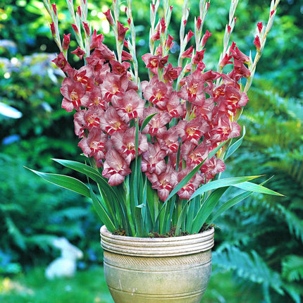 gladiole de ghiveci thomas 10 buc