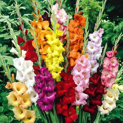 Pachet mixt  bulbi de gladiole 50 buc